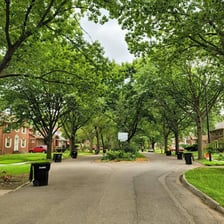 A roadway lined with mature elm trees.