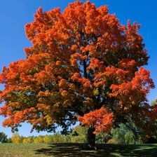 Trees displaying autumn foliage in the fall season.