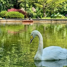 A white swan gliding on a lake.