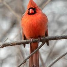A bright red northern cardinal perched on a branch