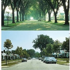 Elm trees lining an urban avenue