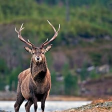 An adult male deer standing in a forest.