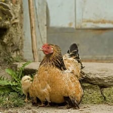 A hen standing with several young chicks