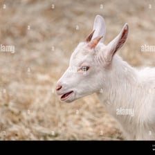 A goat bleating in a pasture