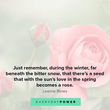 Close-up of a rose illustrating the phrase “A rose is a rose”