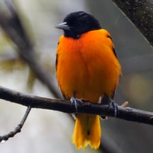 A Baltimore oriole with bright orange-and-black plumage.