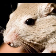 A small pet gerbil photographed close up.