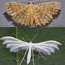 A moth shown with its wings spread.