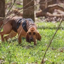 A hound dog following a scent through a wooded area