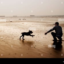 A dog running toward a person.