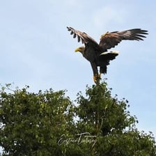 A white-tailed sea eagle flying over a coastal landscape.