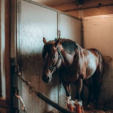 A horse standing in a stall inside a stable.