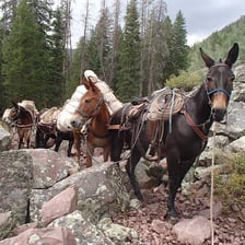 A group of mules carrying packs along a mountain trail.