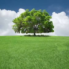 A large mature oak tree standing in an open landscape