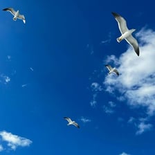 A bird soaring through a blue sky
