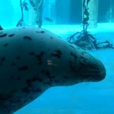 Harbor seals swimming in the ocean with their flippers visible