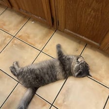 A cat moving quickly away from a scene