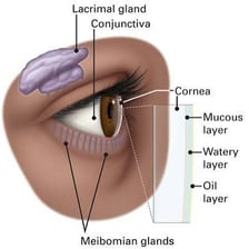 A labeled illustration showing the cornea at the front of the human eye.