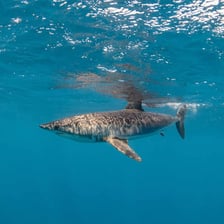 A mako shark swimming underwater.