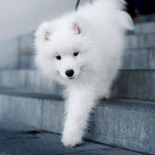 An adorable puppy illustrating the phrase “too cute.”