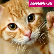 Dogs and cats at an SPCA animal shelter
