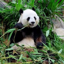 A giant panda eating bamboo.
