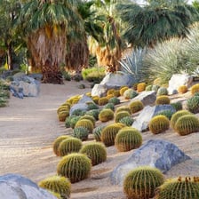 Cacti planted in a low-water landscaped garden