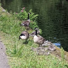 Adult geese standing with young goslings