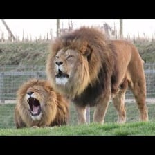 A lion roaring in the wild