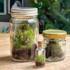 Green moss growing on the damp soil and surfaces of a terrarium