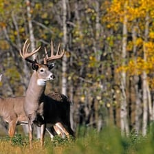 A male buck and female doe standing in a meadow