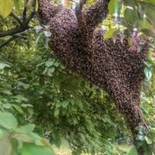 Many bees cluster together on a flowering branch.