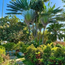 Tall palm trees casting shade in a tropical landscape