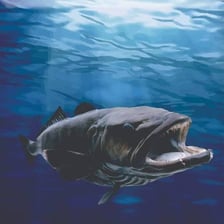 A Chilean sea bass shown underwater.