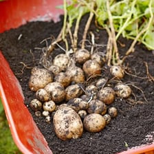 Potatoes shown in and beside dark soil