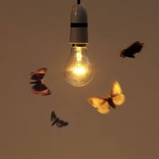 A moth flying near a bright flame