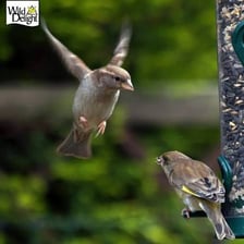 A bird pecking at food in a bird feeder.