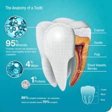 An educational illustration labeling the enamel on a molar