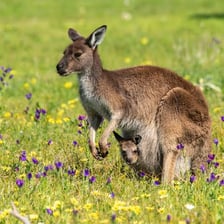 A female kangaroo with a joey