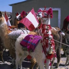 A llama standing in the Peruvian Andes