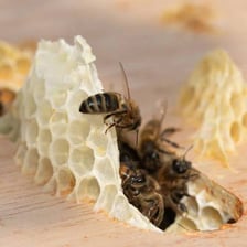 Honeybees clustered around a beehive