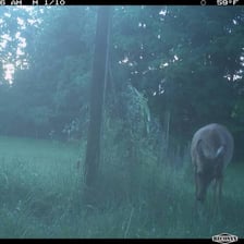 A deer photographed by an outdoor wildlife trail camera