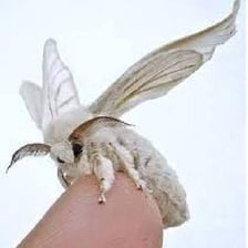 An adult Bombyx mori silk moth.