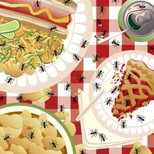 An ant crawling across a picnic blanket.