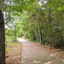 Several trails winding through a wooded landscape