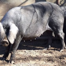 A large domestic hog standing outdoors.