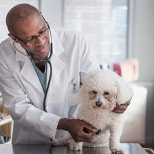 A veterinarian examining a dog in a clinic.