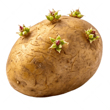 A potato showing several small eyes on its skin.