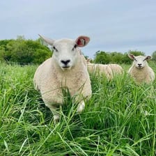 An adult female sheep standing beside a lamb in a pasture