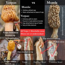 A morel mushroom with a deeply pitted cap